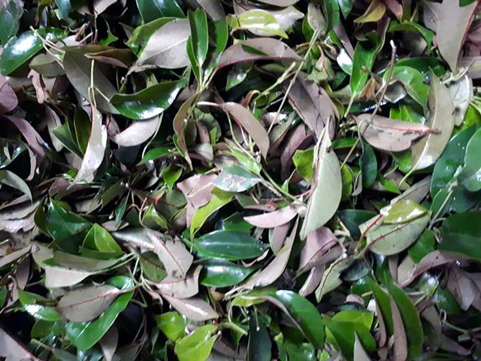 Loai rau moc hoang gia 100 nghin/kg duoc ba noi tro san lung-Hinh-2