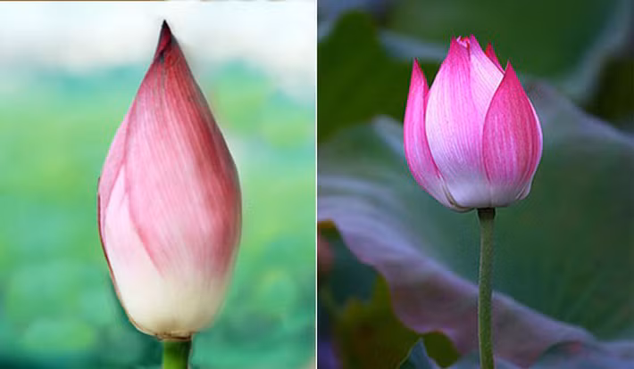 Cach phan biet hoa sen - hoa quy chuan 100%