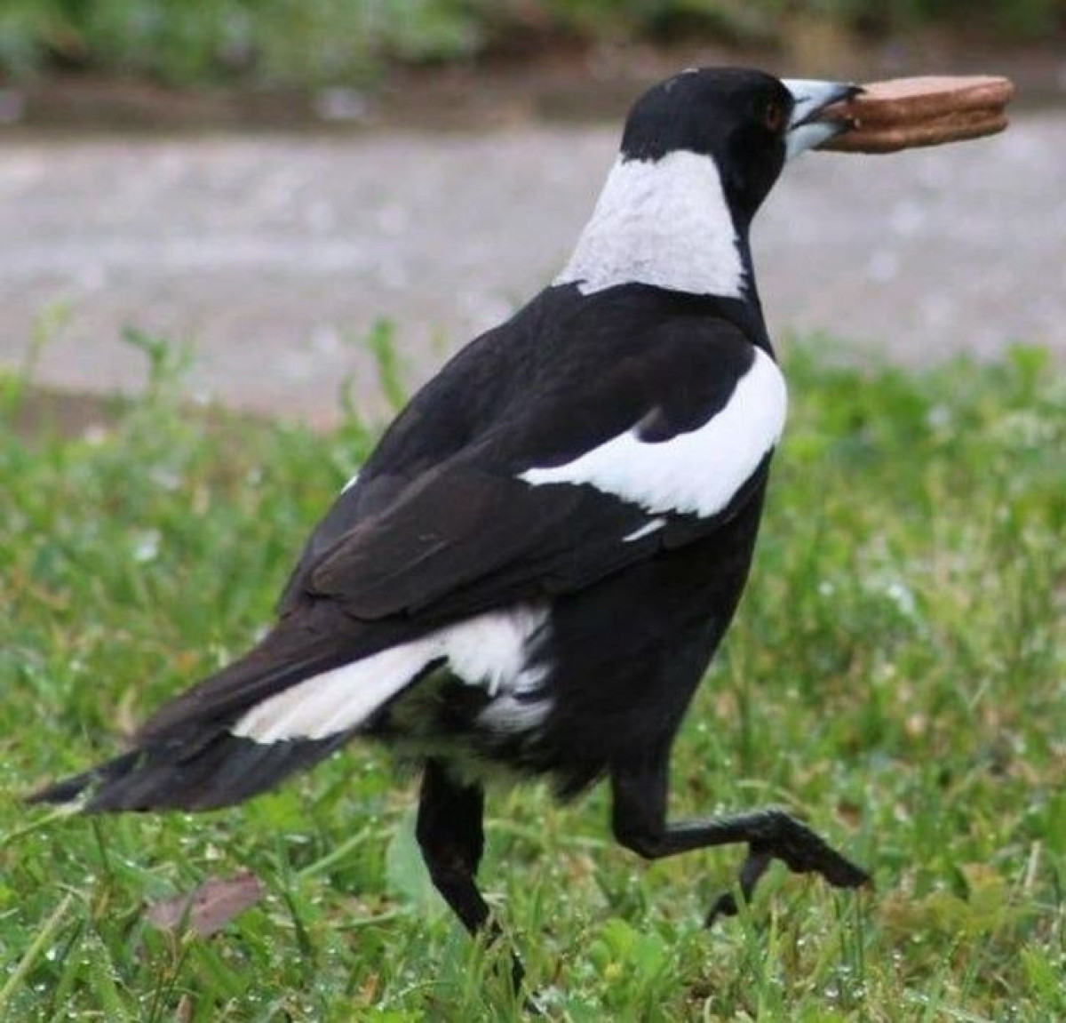 Chú chim vui sướng với chiến tích là chiếc bánh socola.