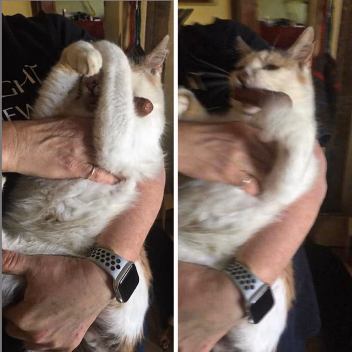 Chú mèo kiên quyết bảo vệ chiếc xúc xích vừa ăn trộm được của người chủ.