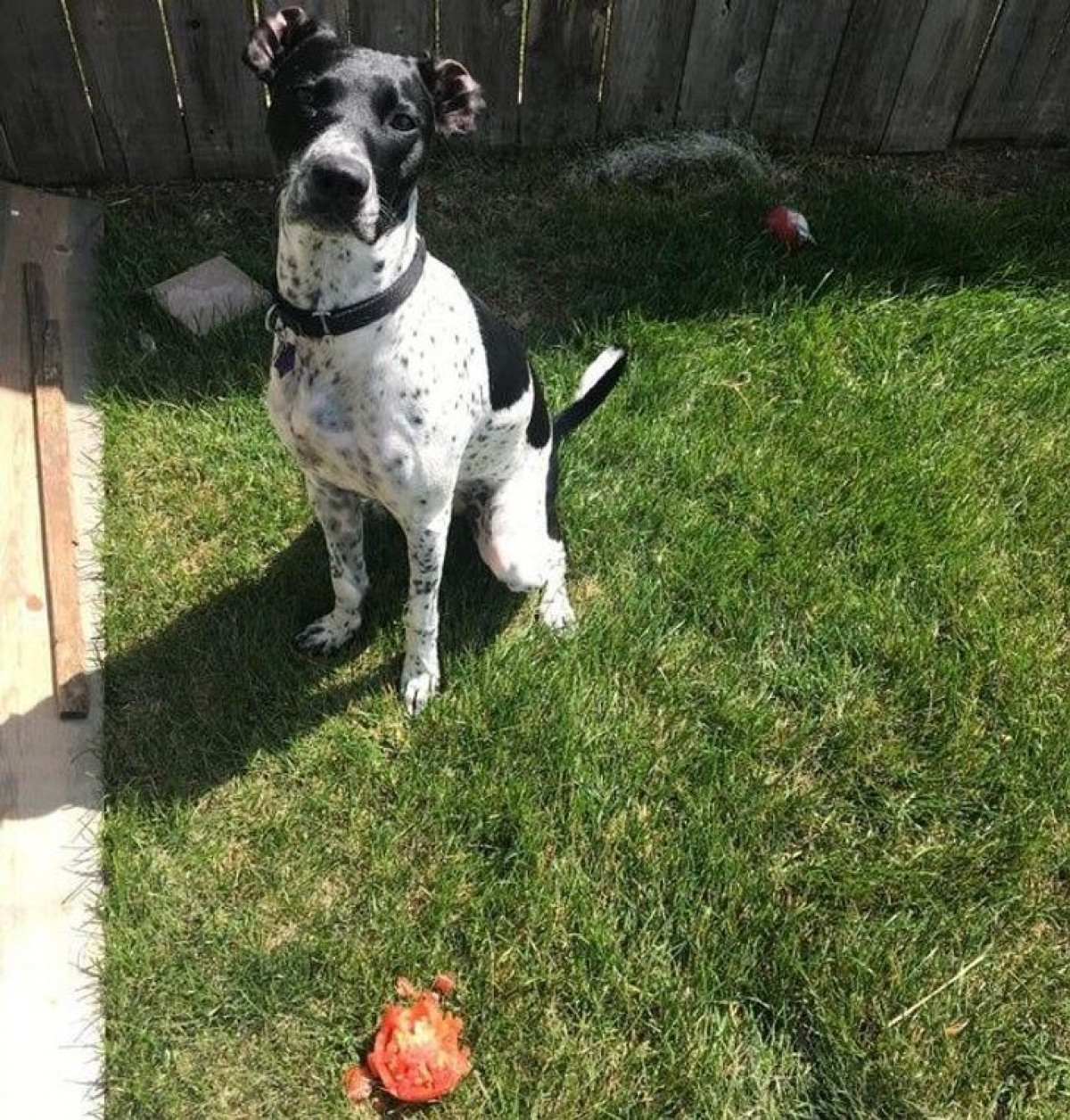 Nhìn mặt vô tội thế cơ mà, có phải là vừa ăn trộm cà chua đâu.