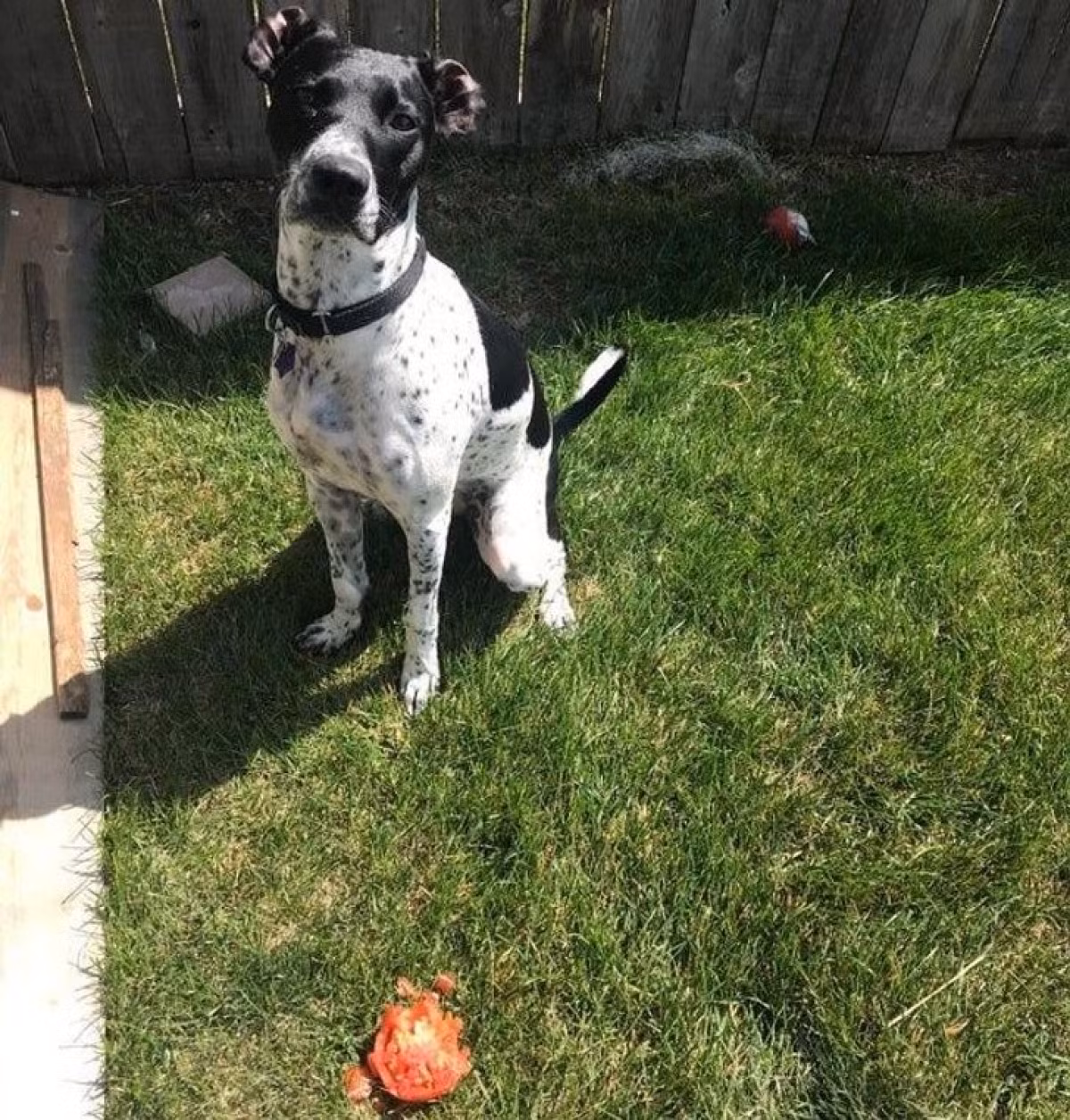 Nhìn mặt vô tội thế cơ mà, có phải là vừa ăn trộm cà chua đâu.