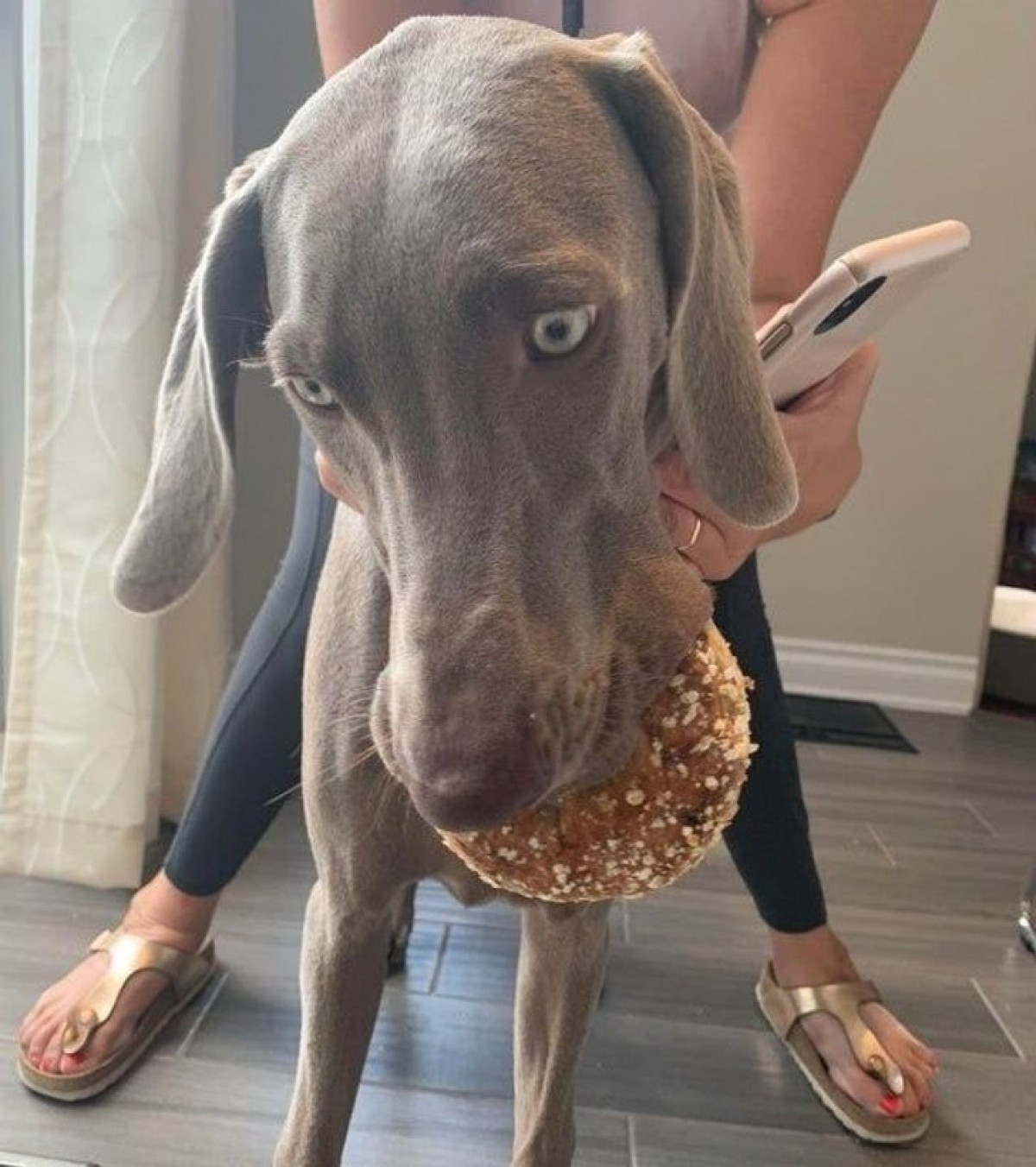 Những siêu trộm lành nghề.