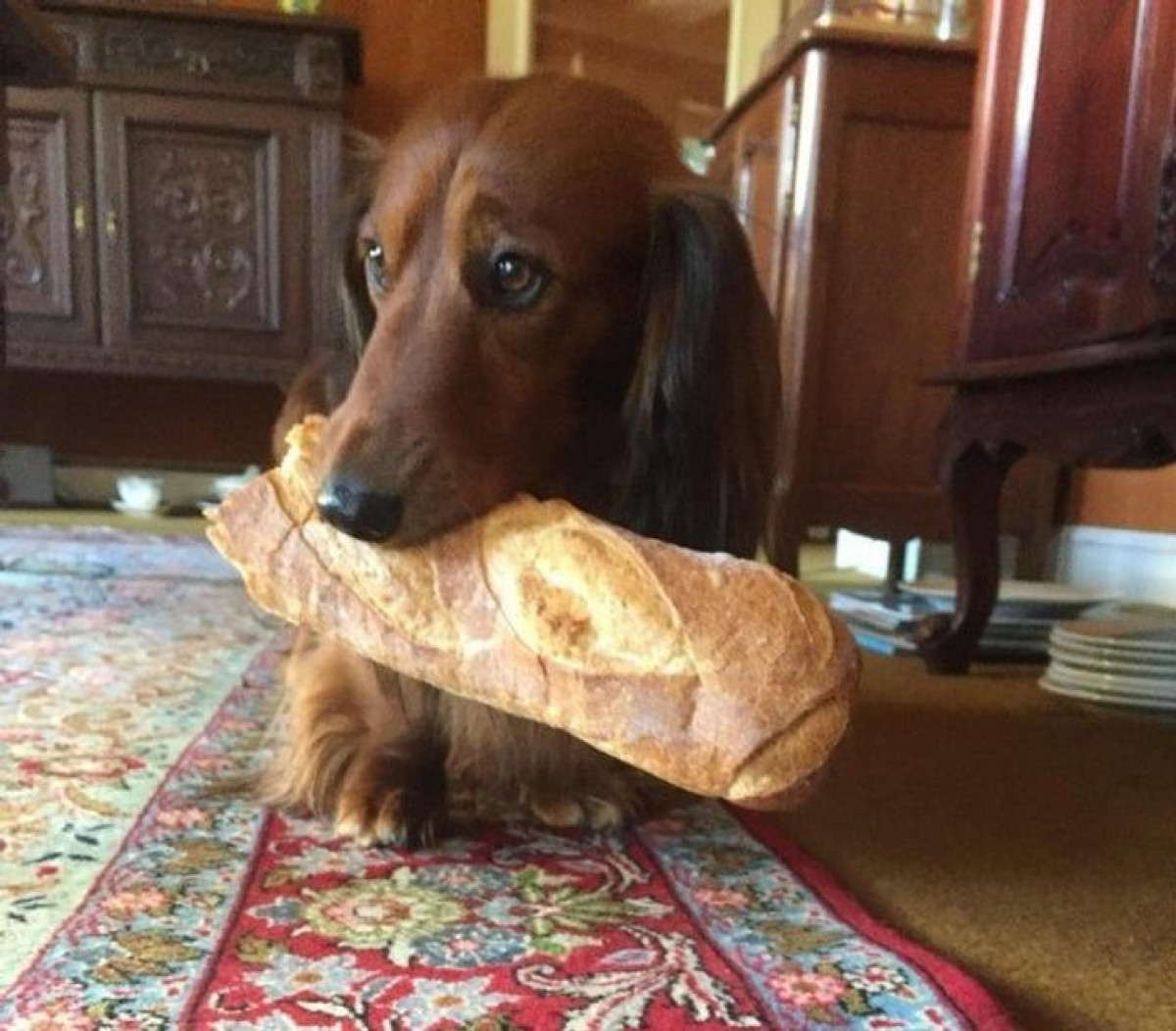 Ánh mắt tội nghiệp khi ăn cắp chiếc bánh mỳ to.