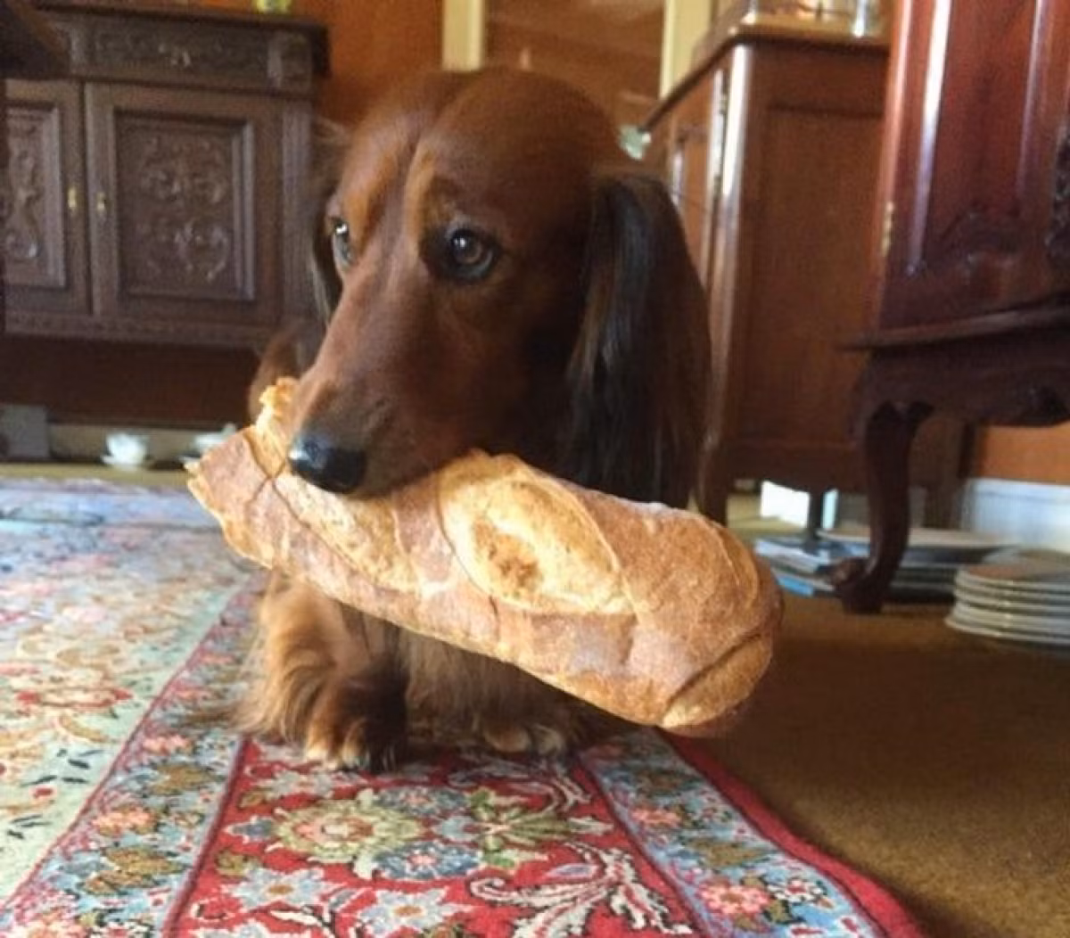 Ánh mắt tội nghiệp khi ăn cắp chiếc bánh mỳ to.