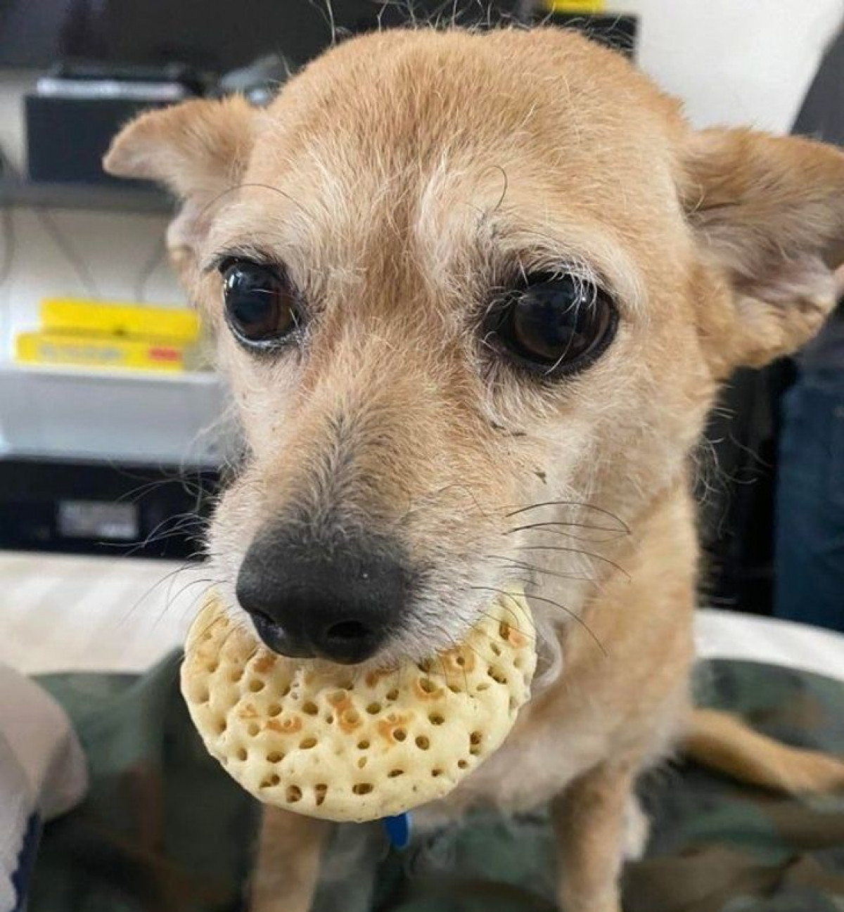 Vẻ mặt đáng thương đến nỗi chủ chả nỡ giành lấy chiếc bánh của chú cún con.