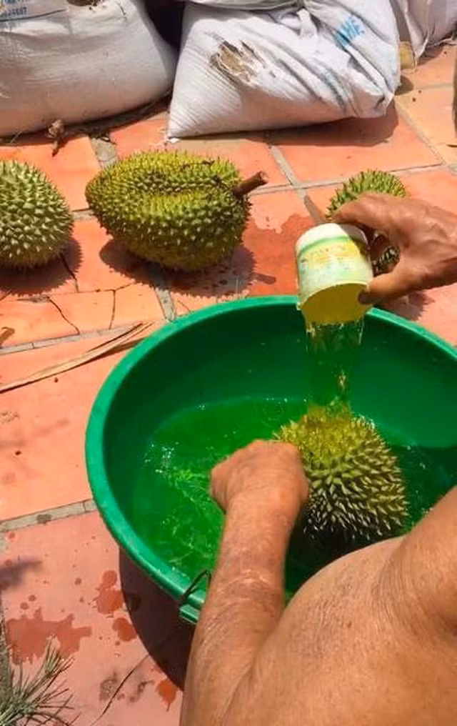 Nhan biet sau rieng chin tu nhien chi can an vao cuong