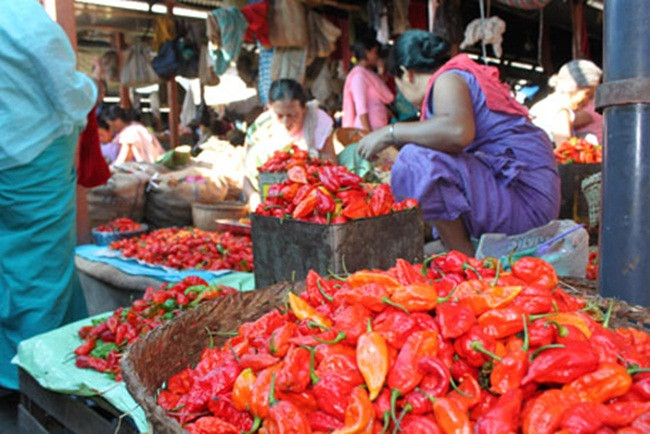 Thu qua nghe ten da rung minh gia gan 1 trieu/kg-Hinh-3