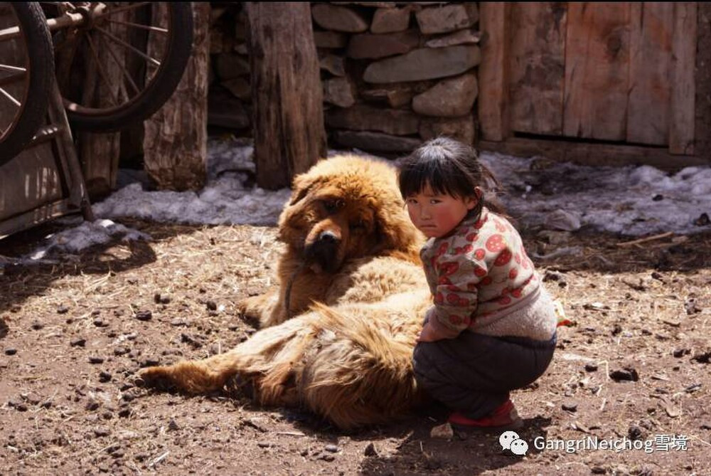 Cho ngao Tay Tang tro thanh moi nguy hiem o Trung Quoc-Hinh-3