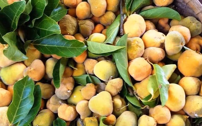 Qua la tren rung chin ro do ve Ha Noi, mua ca ro ve an-Hinh-4