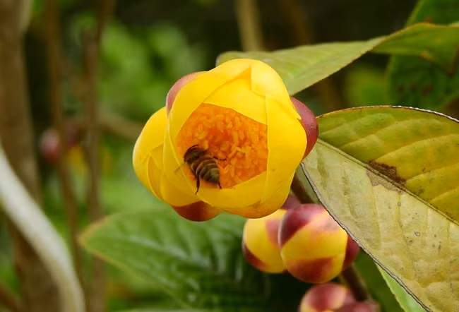 Trong tra hoa vang, dan Viet thu vai tram trieu moi vu-Hinh-10