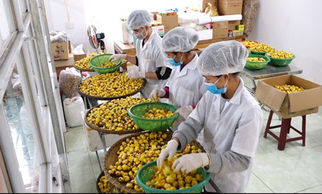 Trong tra hoa vang, dan Viet thu vai tram trieu moi vu-Hinh-7