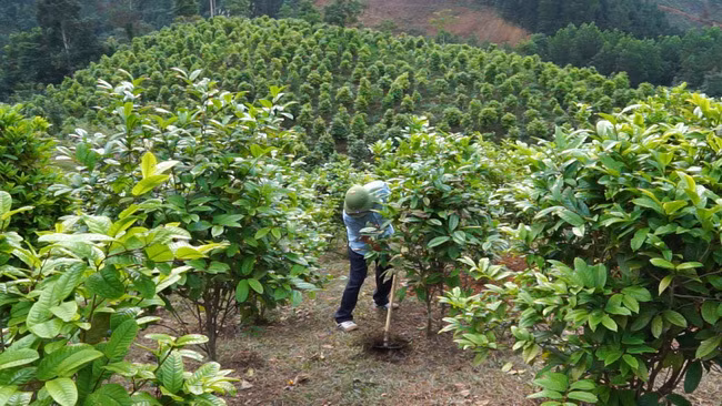 Trong tra hoa vang, dan Viet thu vai tram trieu moi vu-Hinh-6