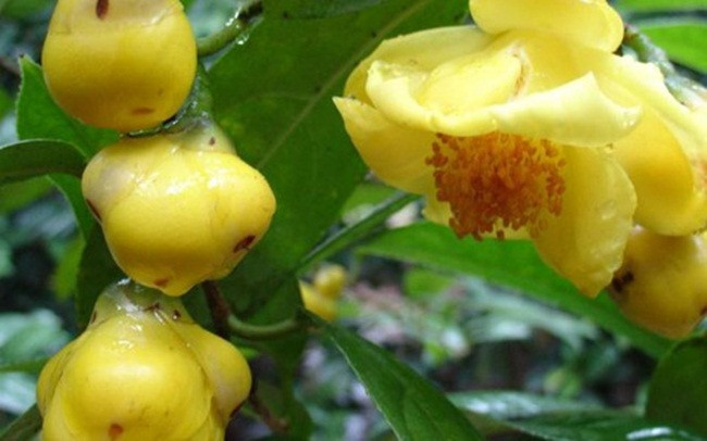 Trong tra hoa vang, dan Viet thu vai tram trieu moi vu-Hinh-5