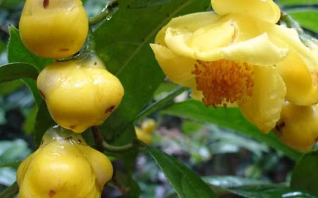 Trong tra hoa vang, dan Viet thu vai tram trieu moi vu-Hinh-5