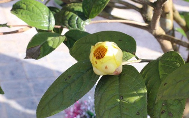 Trong tra hoa vang, dan Viet thu vai tram trieu moi vu-Hinh-3