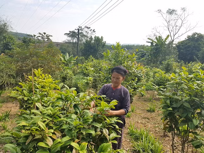 Trong tra hoa vang, dan Viet thu vai tram trieu moi vu-Hinh-2