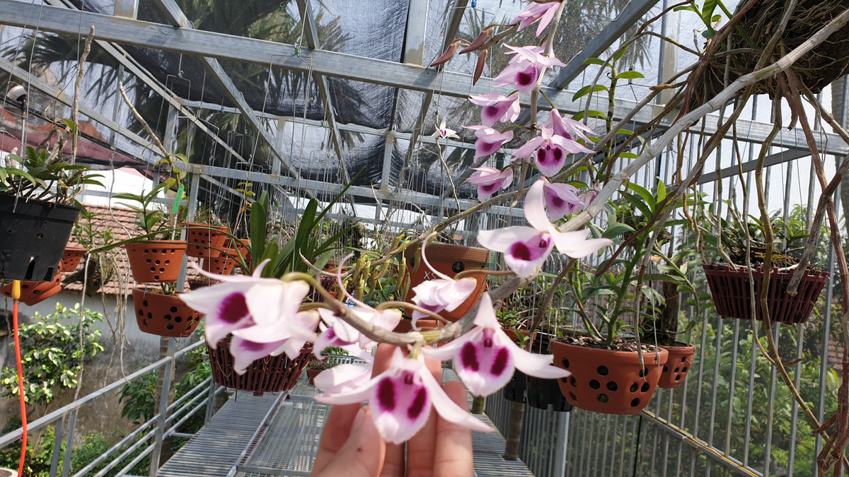 Ngam loai lan cuc hiem, hoa dep hiem thay gia sieu 