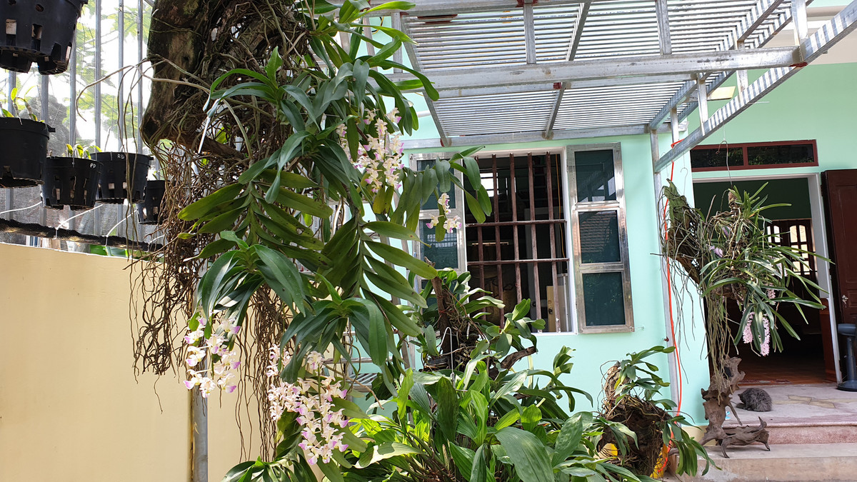 Ngam loai lan cuc hiem, hoa dep hiem thay gia sieu 