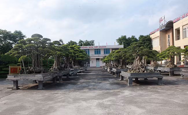 Dai gia Thai Nguyen gay sot voi dan 'bau vat' gia trieu USD-Hinh-2