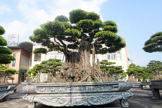 Dai gia Thai Nguyen gay sot voi dan 'bau vat' gia trieu USD-Hinh-7