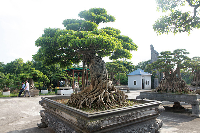 Dai gia Thai Nguyen gay sot voi dan 'bau vat' gia trieu USD-Hinh-12