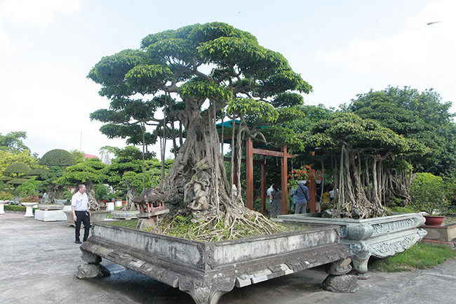 Dai gia Thai Nguyen gay sot voi dan 'bau vat' gia trieu USD-Hinh-13