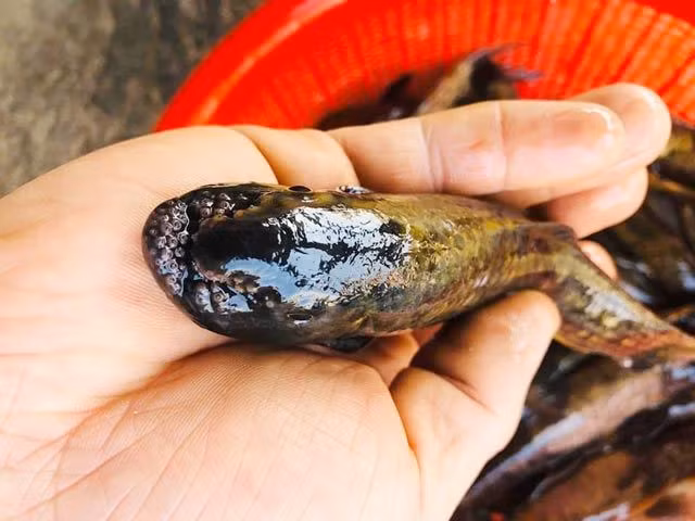 Quang Ngai: 'De nhat ca suoi' co tien cung khong de ma mua-Hinh-4