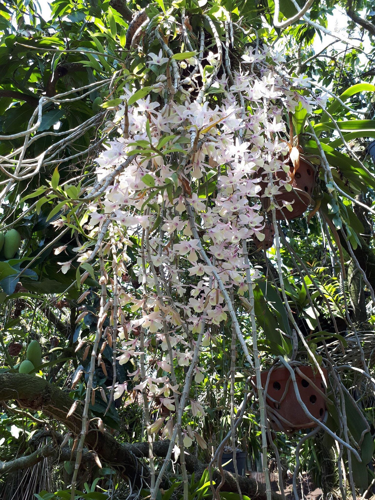 Them nha treo toan hoa lan rung quy hiem cua trai 9X tinh Dak Nong-Hinh-9