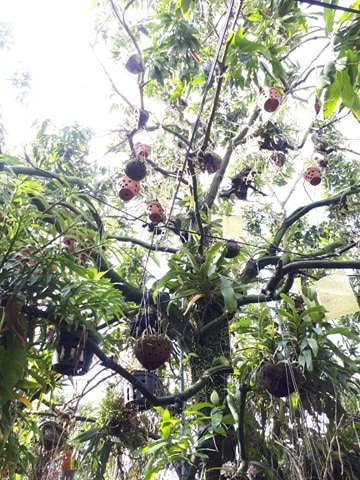 Them nha treo toan hoa lan rung quy hiem cua trai 9X tinh Dak Nong-Hinh-7