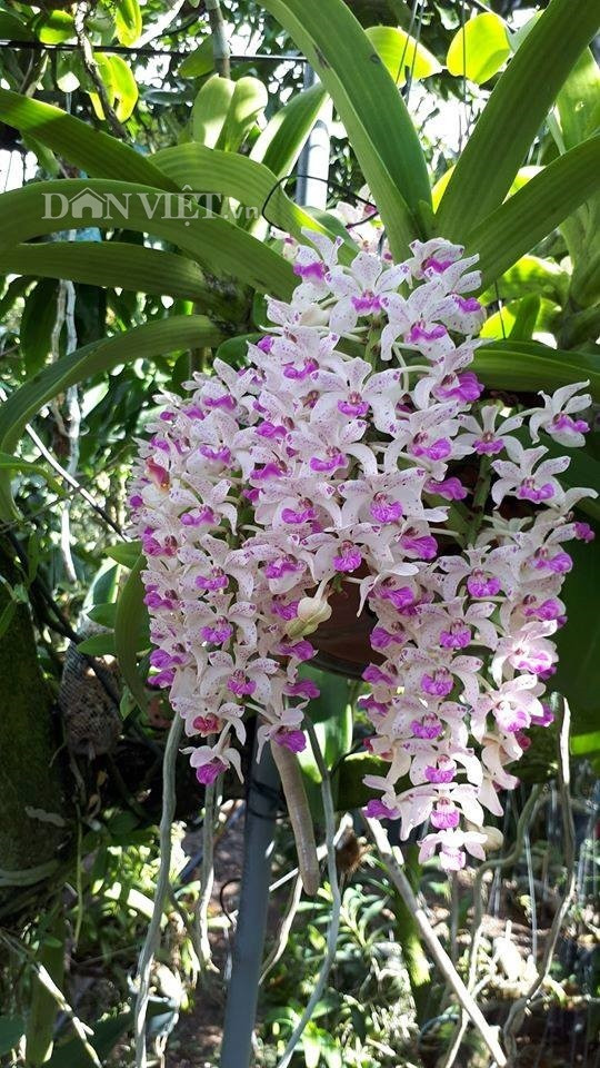 Them nha treo toan hoa lan rung quy hiem cua trai 9X tinh Dak Nong-Hinh-4