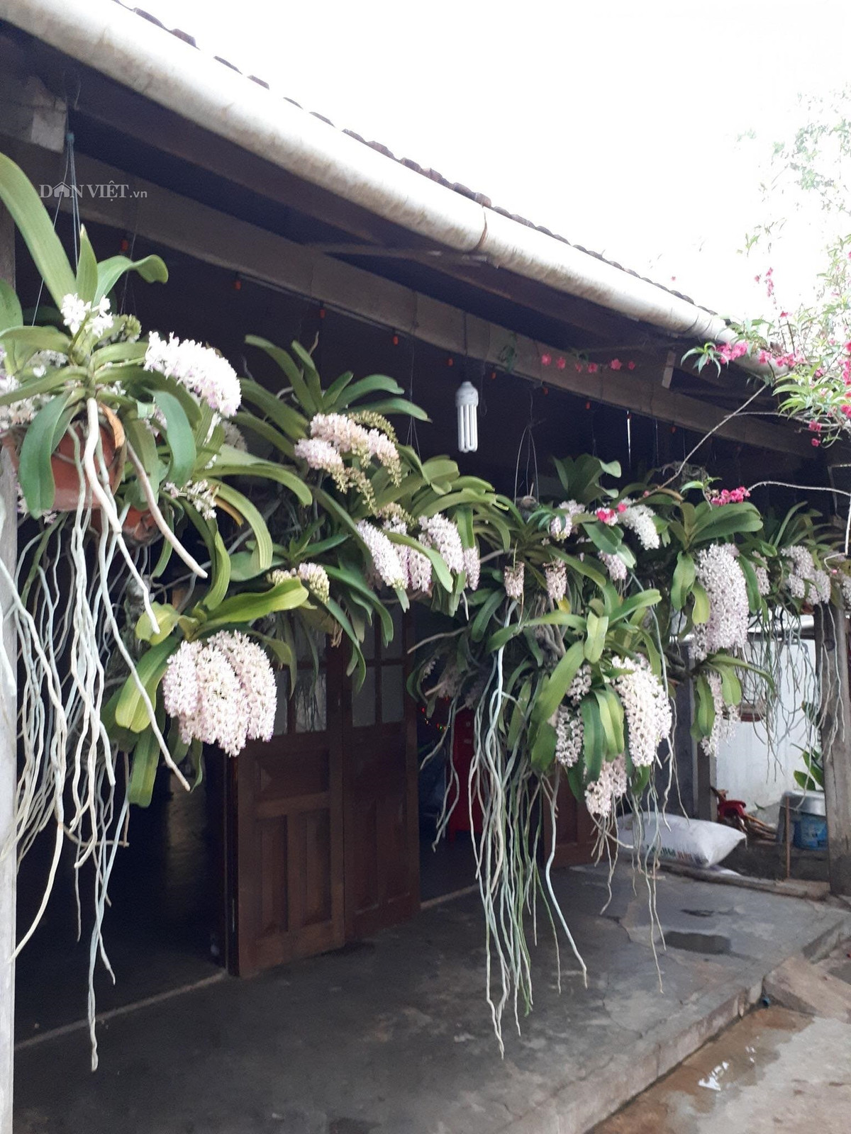 Them nha treo toan hoa lan rung quy hiem cua trai 9X tinh Dak Nong-Hinh-2