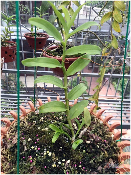 Bo 4,5 trieu choi thu, gay dung gia tai 10 ty dong-Hinh-2