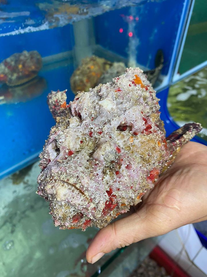 Chi bon tien an thu ca chua noc doc, ngoai hinh thach thuc nguoi nhin