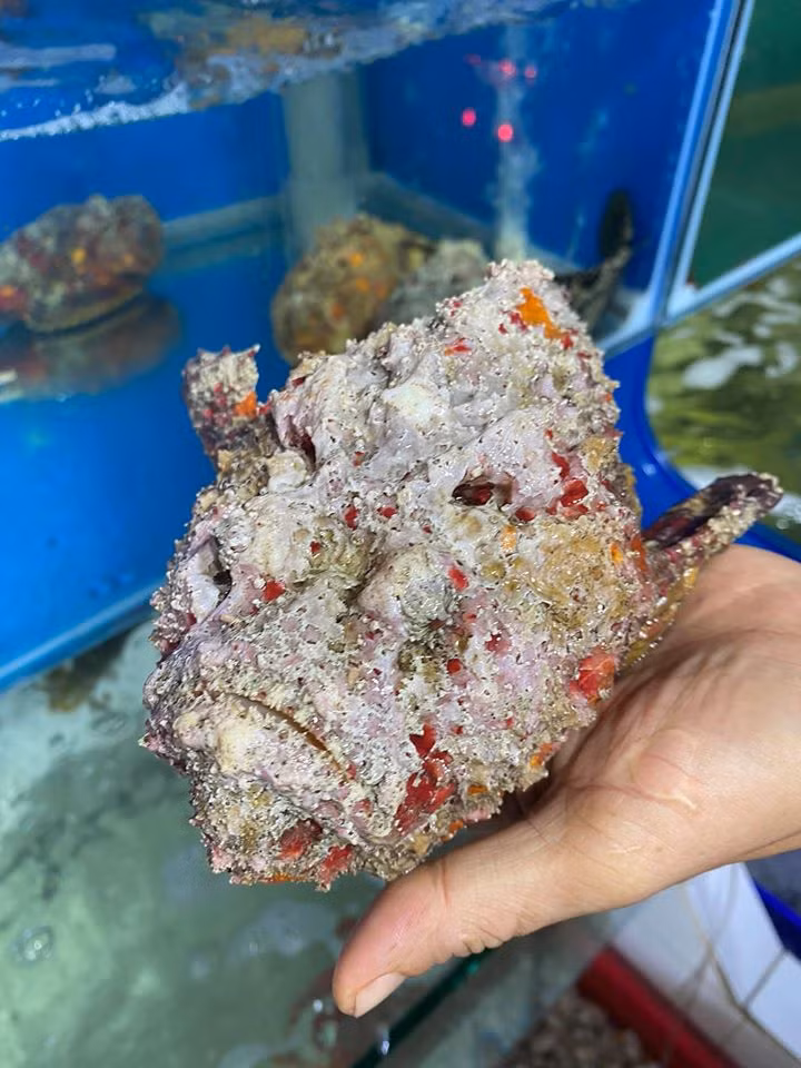 Chi bon tien an thu ca chua noc doc, ngoai hinh thach thuc nguoi nhin