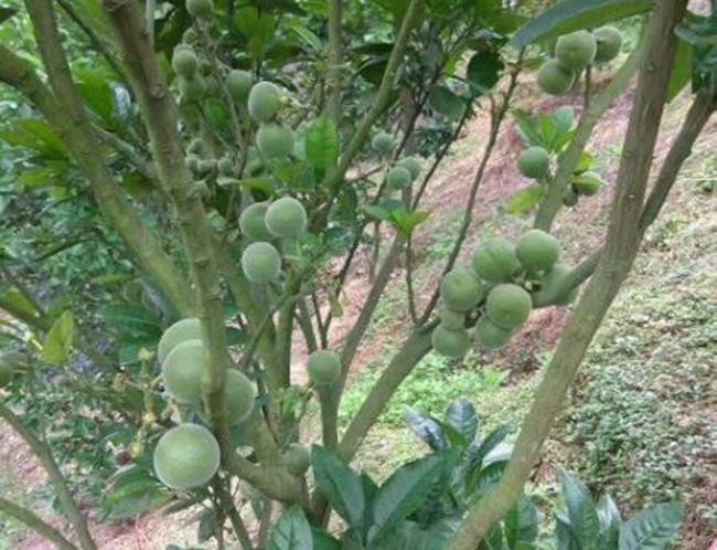 La lung qua khong thit, vua dang vua cay, gia tien trieu/kg