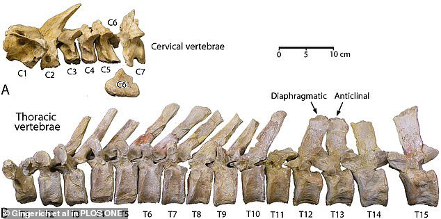 "Quái vật biến hình" 35 triệu tuổi lộ diện giữa sa mạc Ai Cập ảnh 2