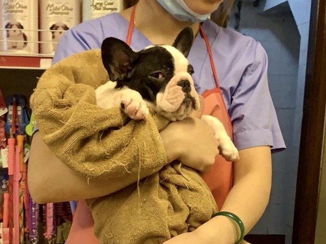 Dich vu don thu cung di tam, giai khuay cho cho meo 'dat hang' mua dich