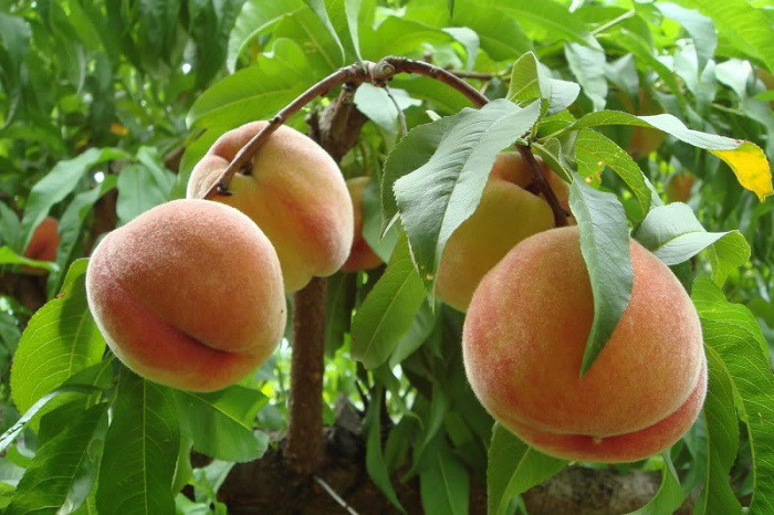 Bật mí cách chọn đào ngon giòn sần sật Bat mi cach chon dao ngon gion san sat