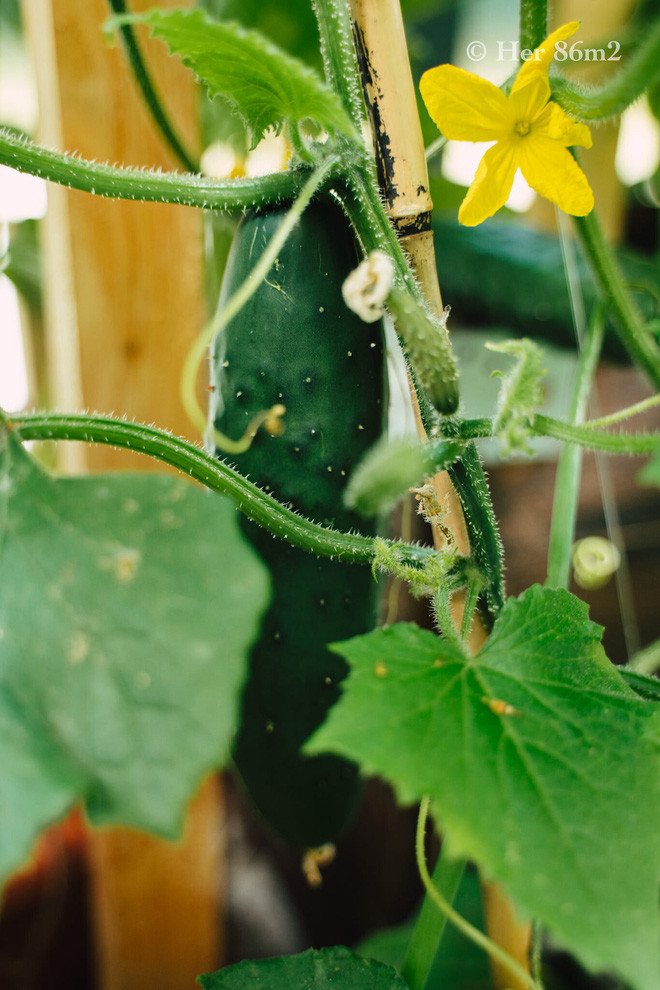 Chi voi 8m2 nhung van co ca the gioi xanh muot mat-Hinh-7