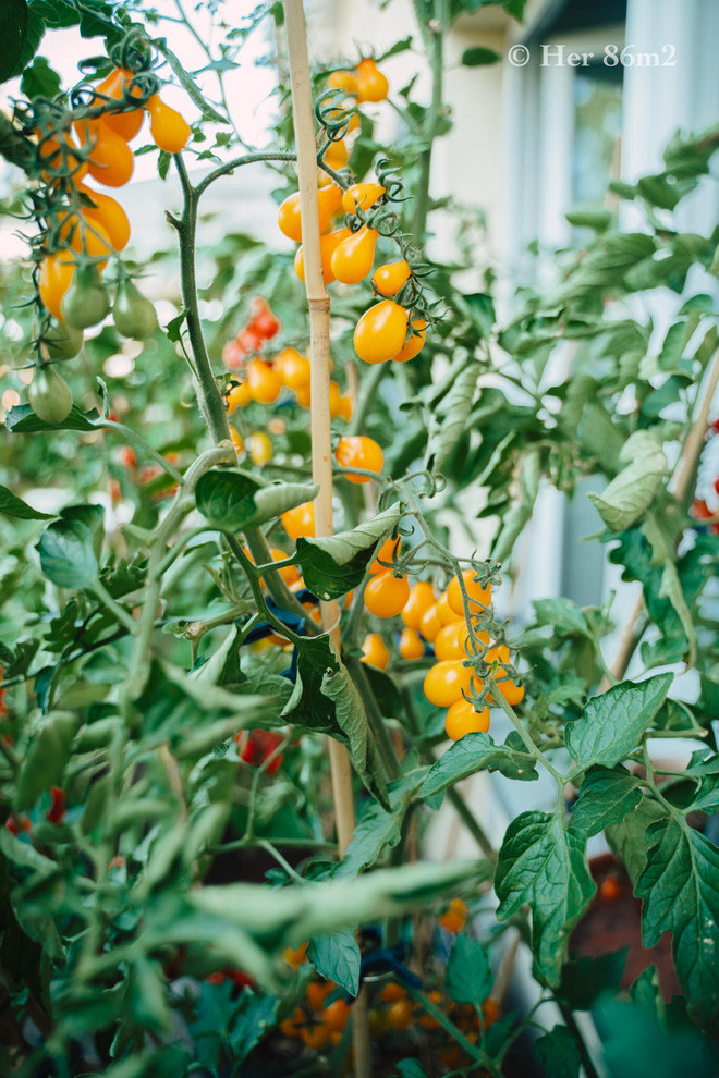 Chi voi 8m2 nhung van co ca the gioi xanh muot mat-Hinh-6