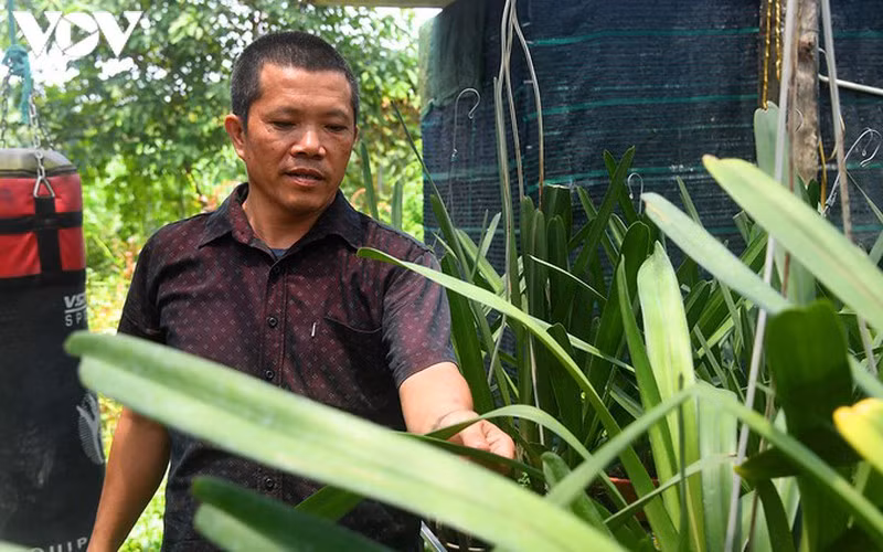 "Phất" lên nhanh chóng nhờ trồng loài hoa vương giả ảnh 7