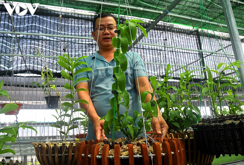 "Phất" lên nhanh chóng nhờ trồng loài hoa vương giả ảnh 4