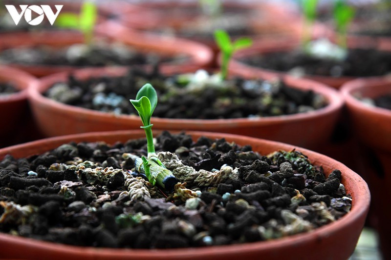 "Phất" lên nhanh chóng nhờ trồng loài hoa vương giả ảnh 2