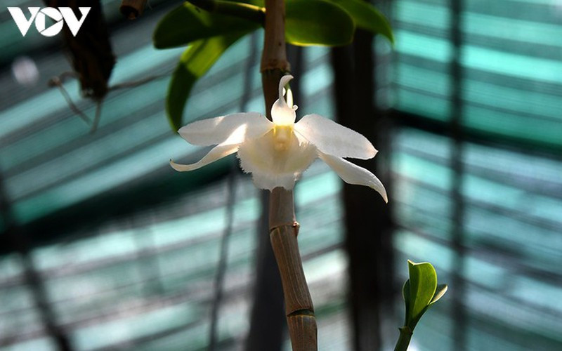 "Phất" lên nhanh chóng nhờ trồng loài hoa vương giả ảnh 6