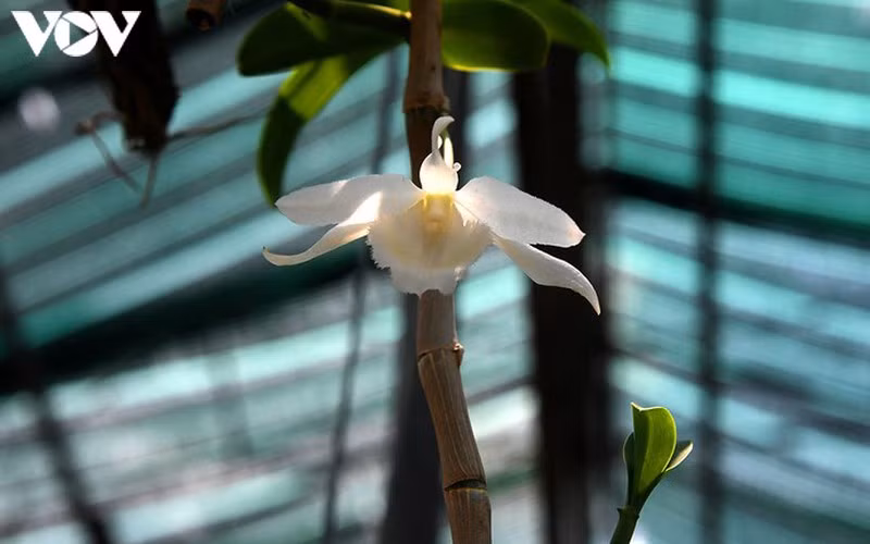 "Phất" lên nhanh chóng nhờ trồng loài hoa vương giả ảnh 6