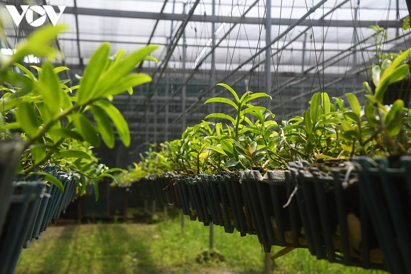 "Phất" lên nhanh chóng nhờ trồng loài hoa vương giả ảnh 1