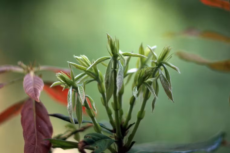 Nhìn những nhành lộc mơn mởn, lòng người cảm thấy lạc quan phơi phới.