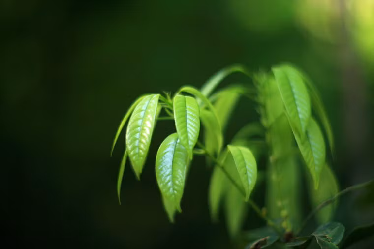 Lộc xuân tô điểm thêm cho bầu không khí rộn ràng của ngày Tết dân tộc.