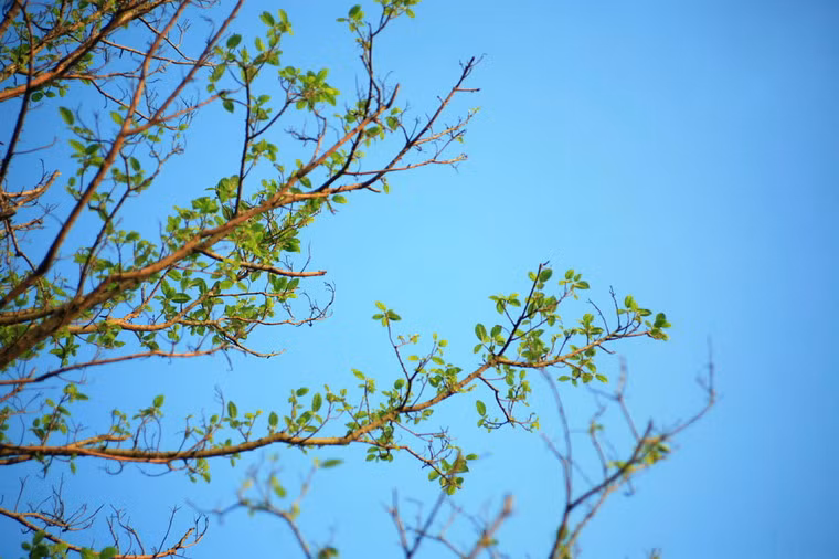 Trong quan niệm của người Việt, lộc gắn với hình ảnh của mùa xuân, là biểu tượng của sức sống, sự may mắn và thành đạt.